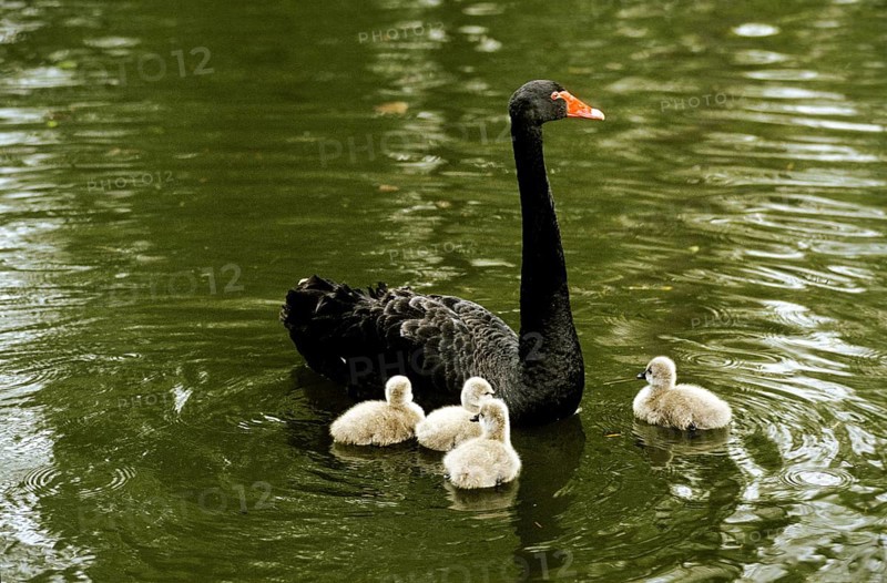 BLACK SWAN