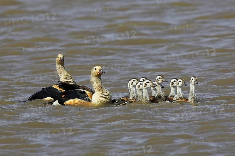 Orinoco goose