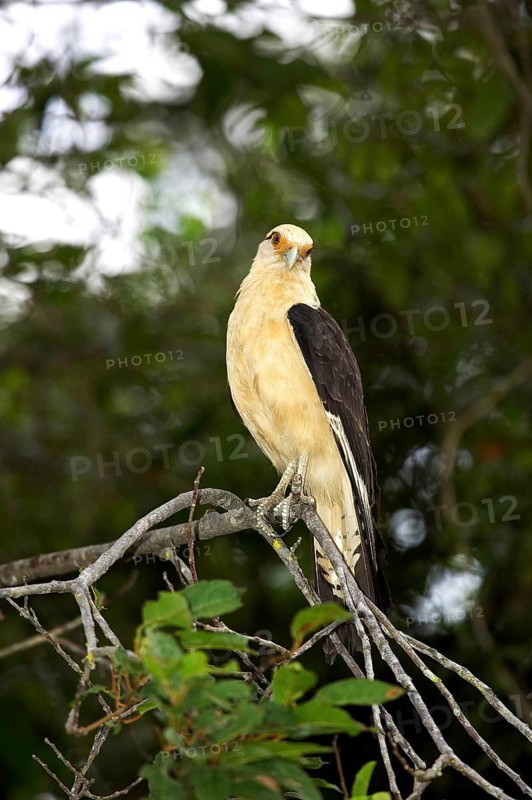 Yellow headed caracara