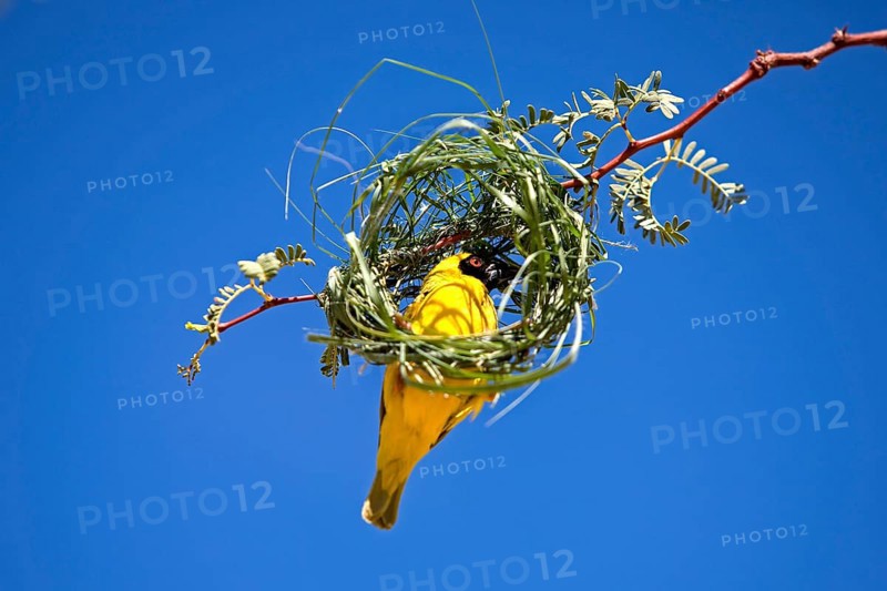 Southern Masked Weaver