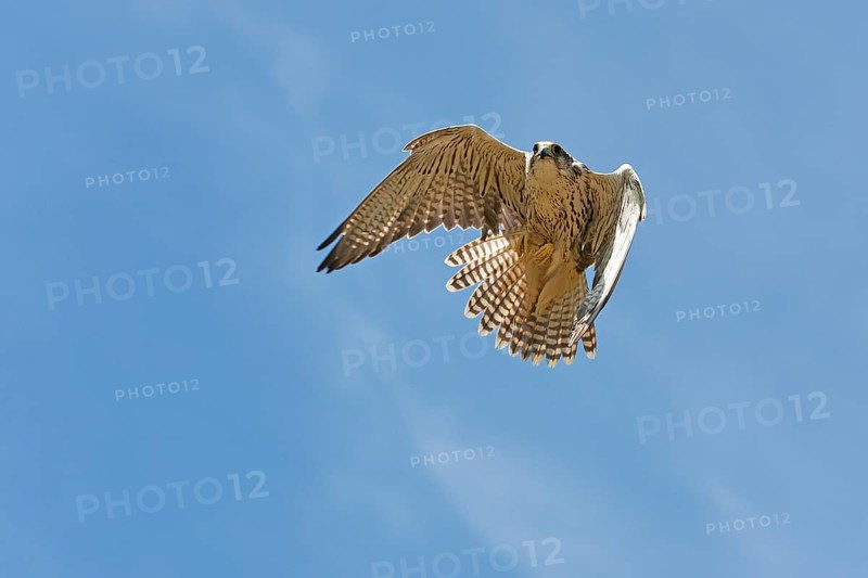 Saker falcon
