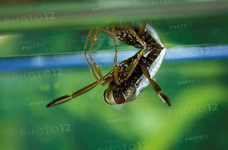 Common water boatman