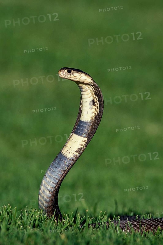 Indian Cobra
