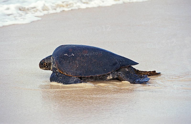 Green Sea Turtle