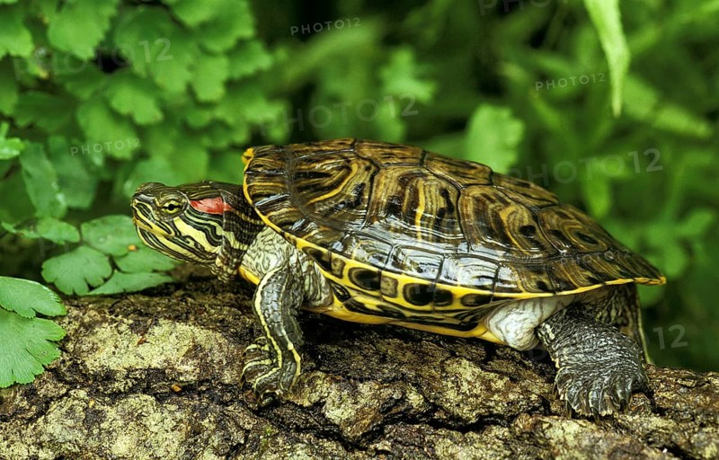 Red eared slider