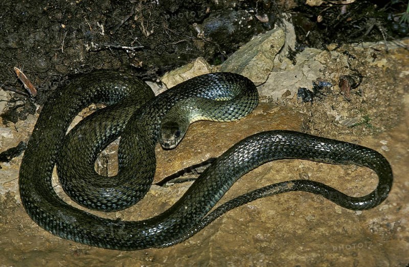 Montpellier snake