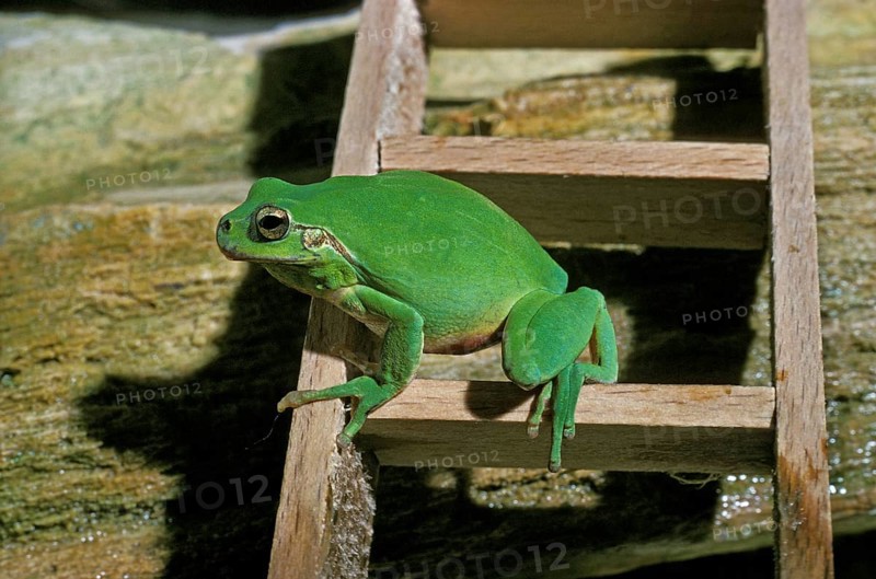 EUROPEAN European tree frog