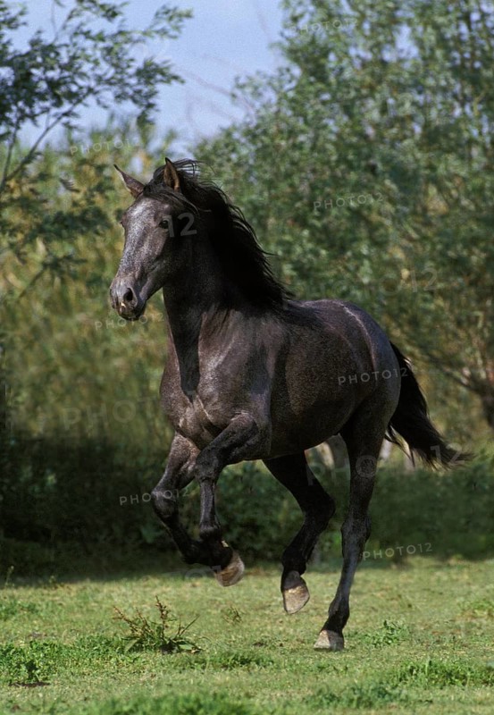 Lusitano horse
