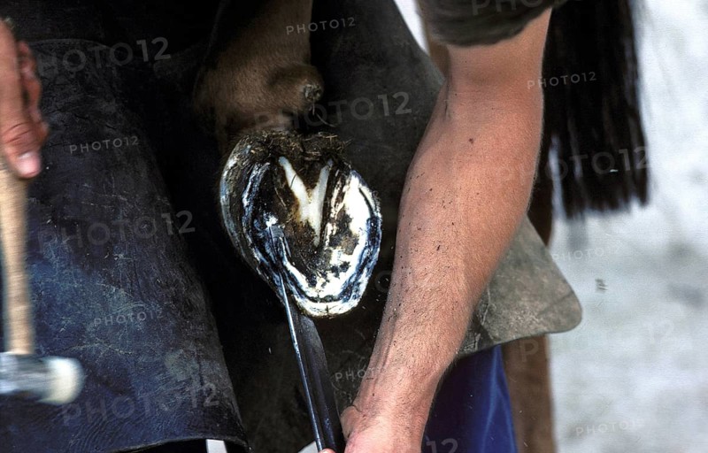 HUFSCHMIED WITH A PERCHERON HORSE