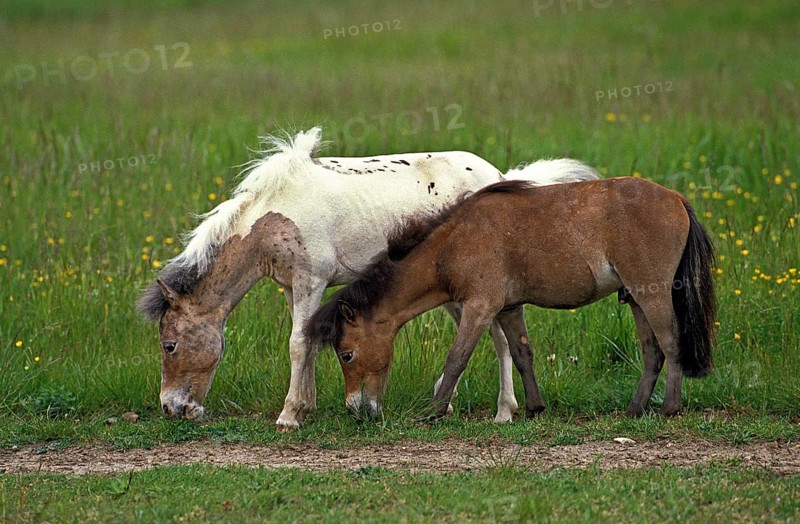 American miniature horse