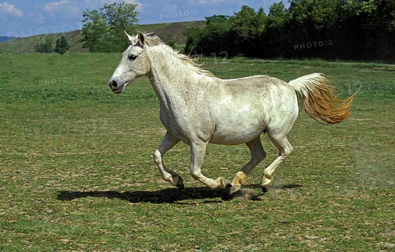 Lipizzaner horses