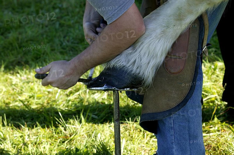 Farrier shoeing a Percheron horse