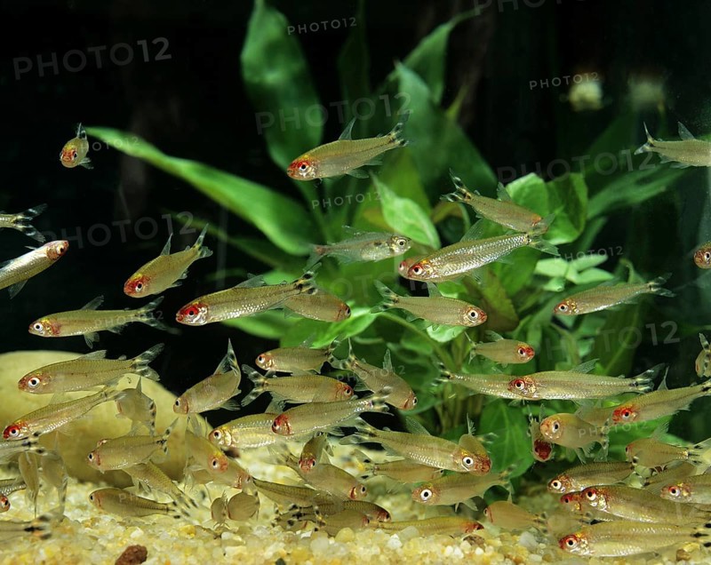 Red Nose Tetra