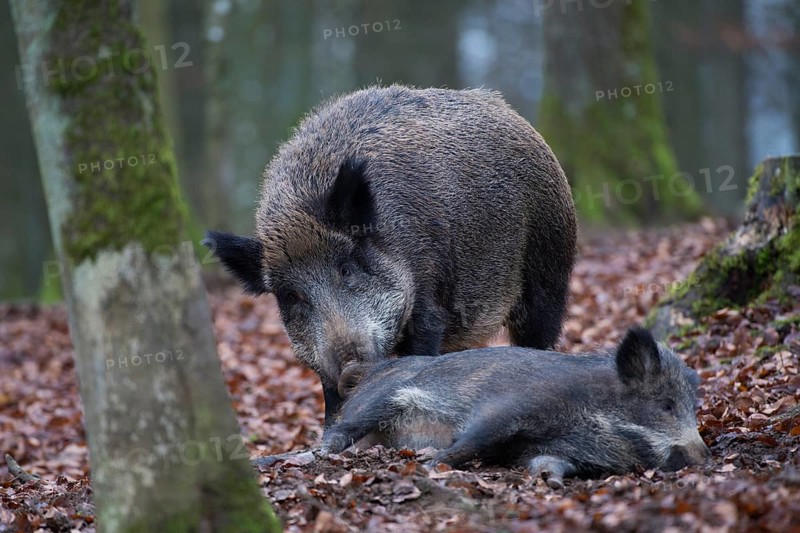Wild Boar