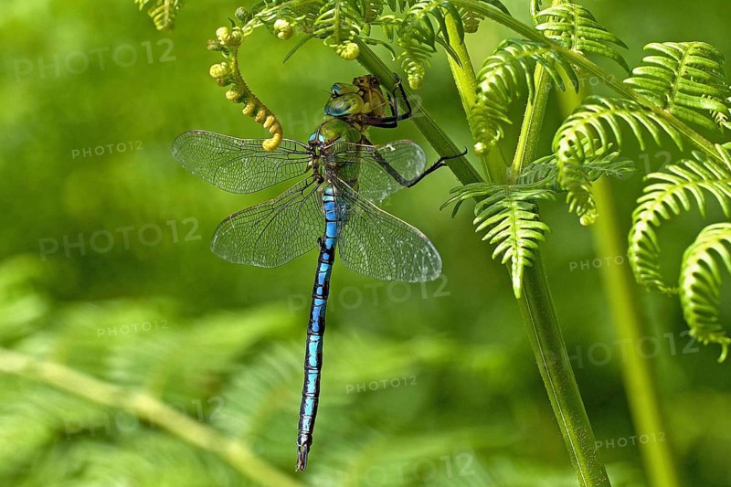 Large damselfly