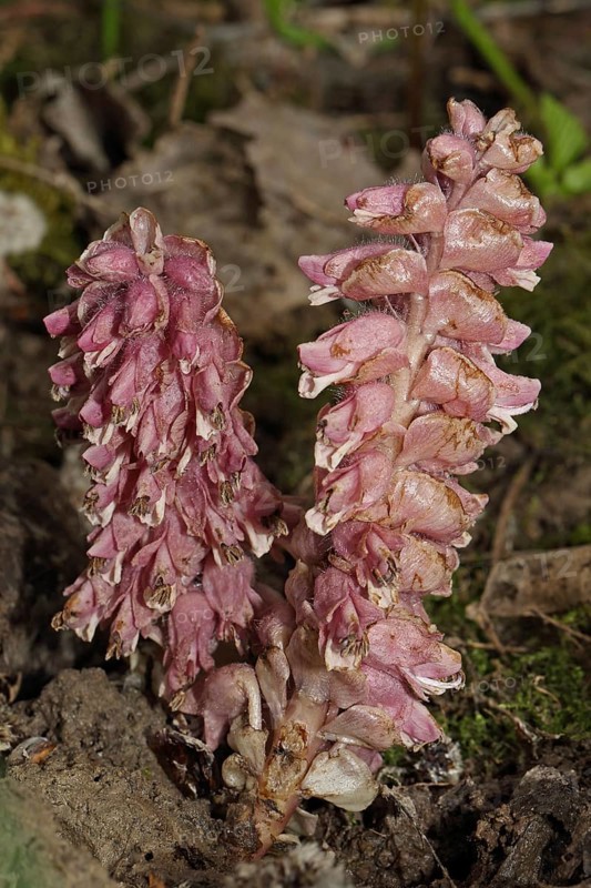 Common Scale Root