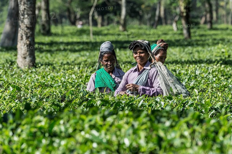 Indian woman picking tea leaves