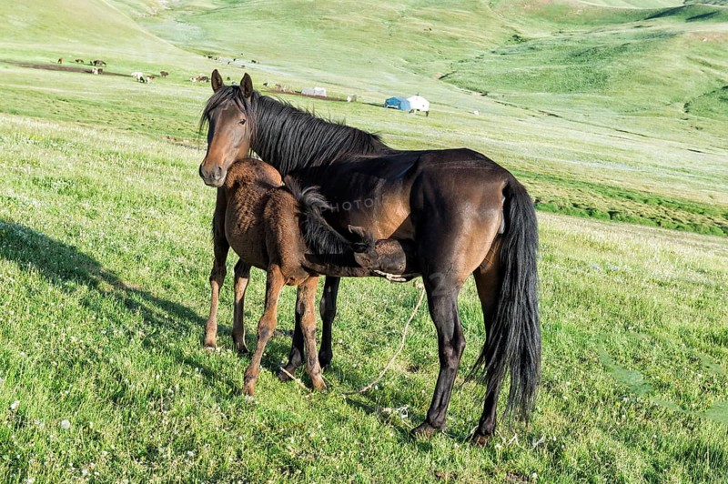 Foal suckling a mare
