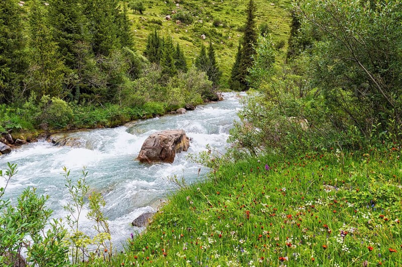 Wildflowers along the Aksu or Saryjaz River
