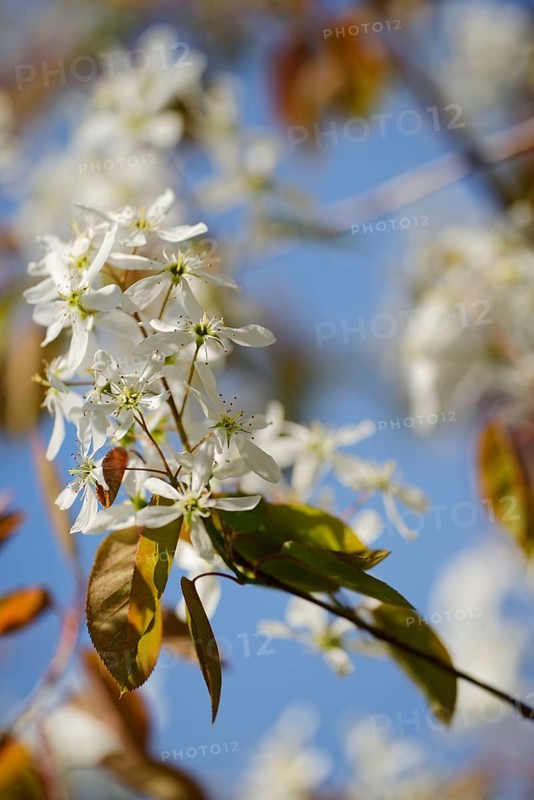 Snowy mespilus