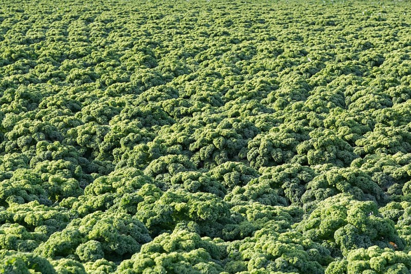 Field with Kale