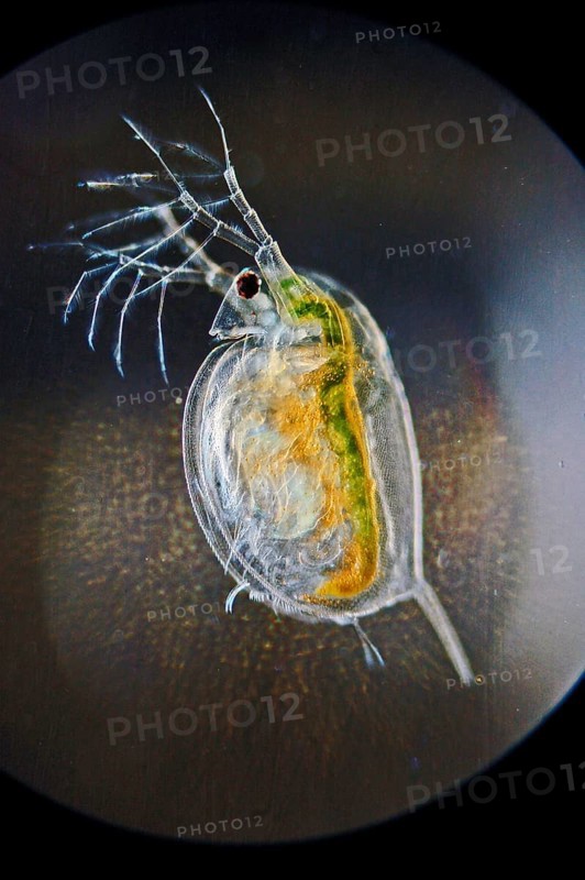 Water flea