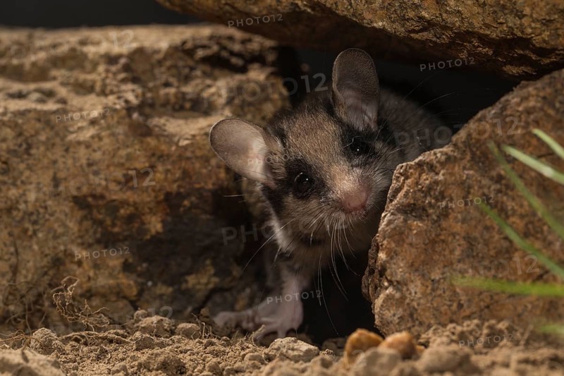 Garden dormouse