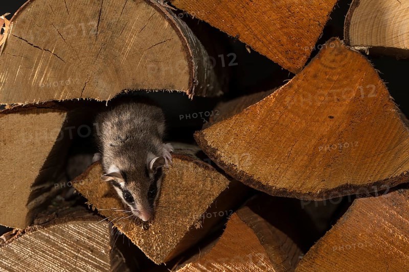 Garden dormouse