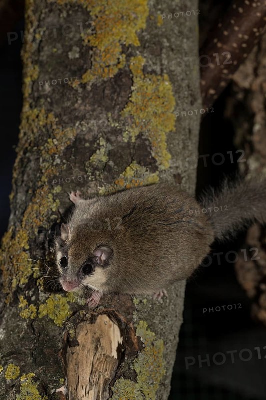 Forest dormouse
