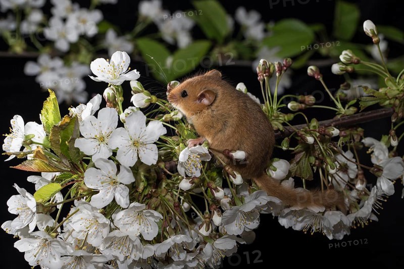 Hazel Dormouse