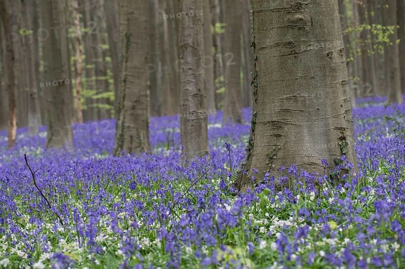 Bluebells