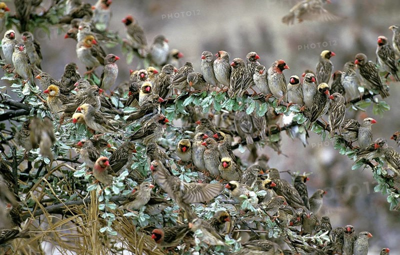 Red Billed Quelea