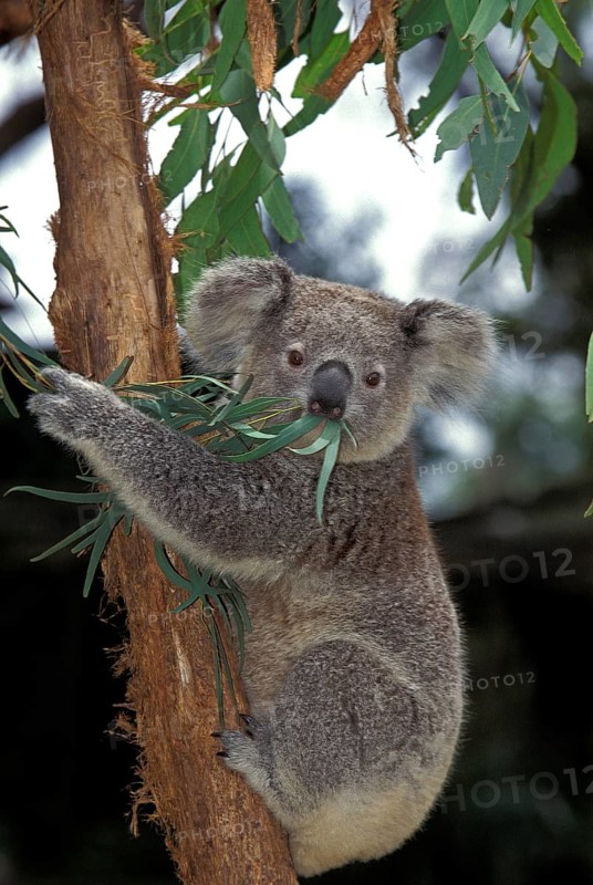 Koala