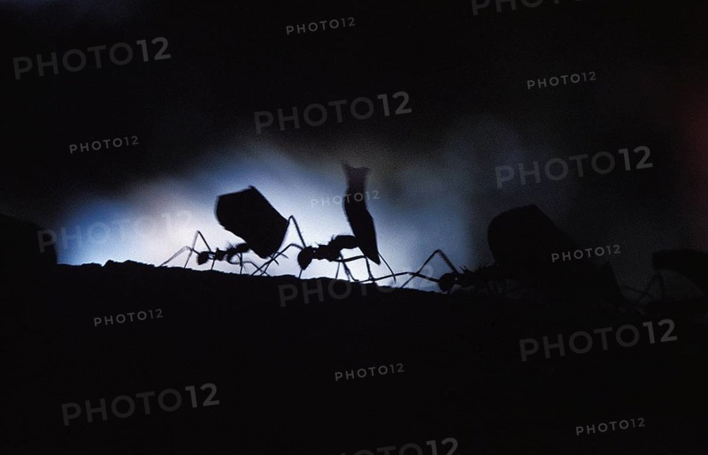 Leaf Cutter Ant