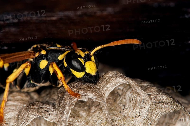 Common Wasp