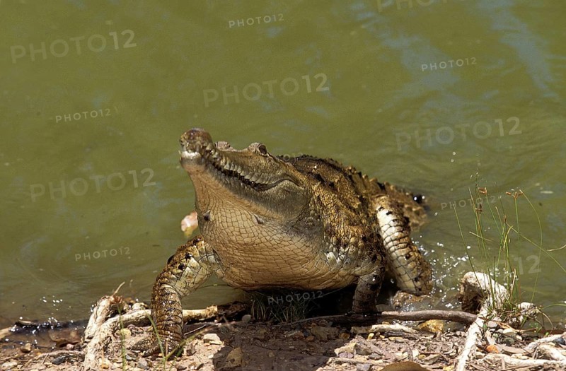 AUSTRALIAN WATER CROCODIL crocodylus johnstoni