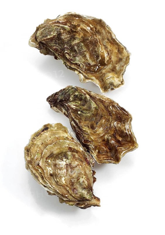 French oyster called Marennes d'Oleron