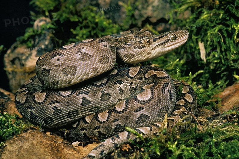 Argentine Rainbow Boa
