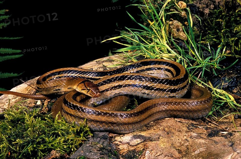 Copperhead rat snake
