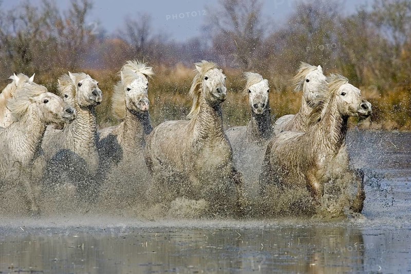 CAMARGUE HORSE