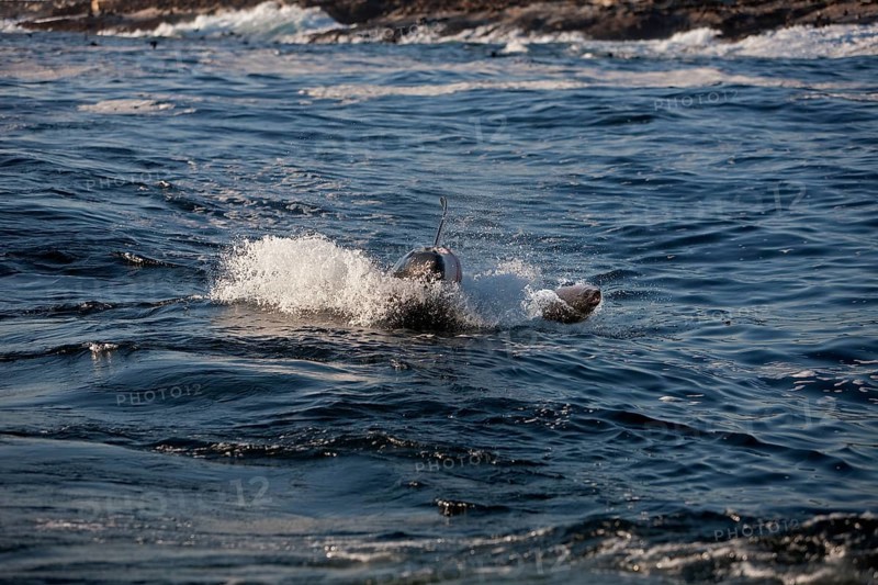Great white shark