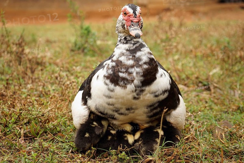 Duck with chicks