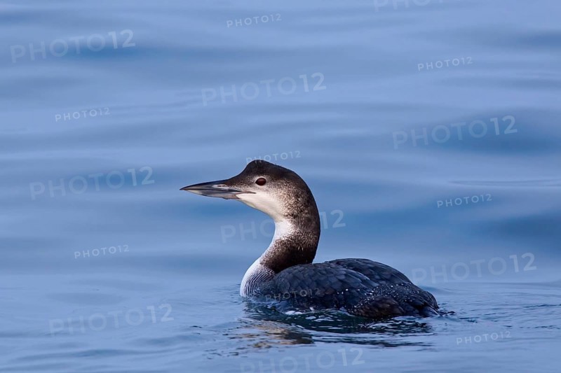 Common loon