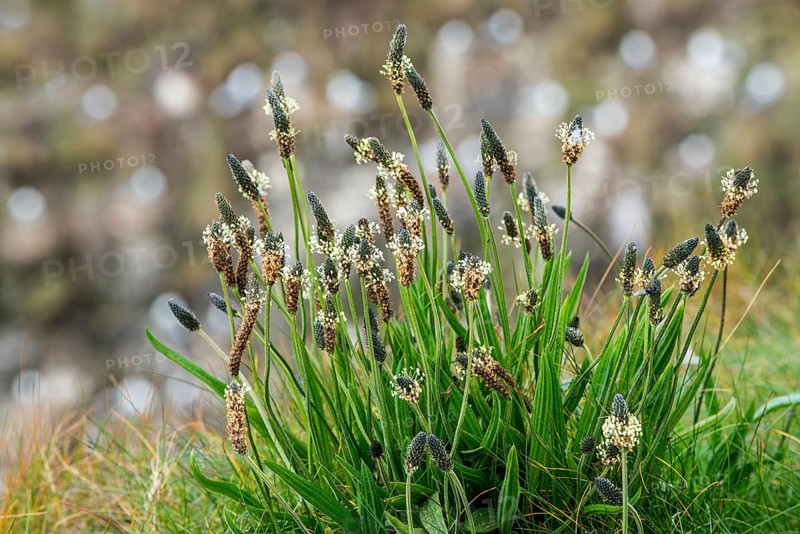 English plantain