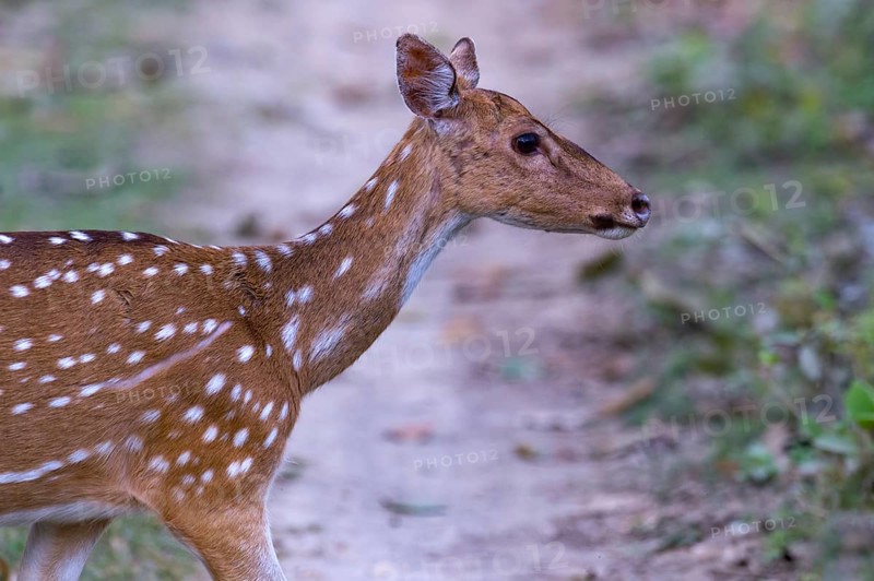 Spotted deer