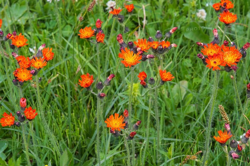 Meadow with wild flowers