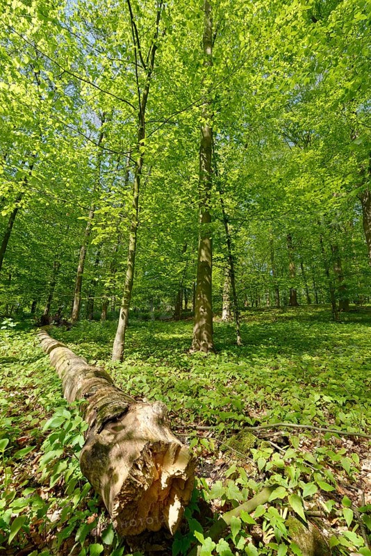 Copper beech