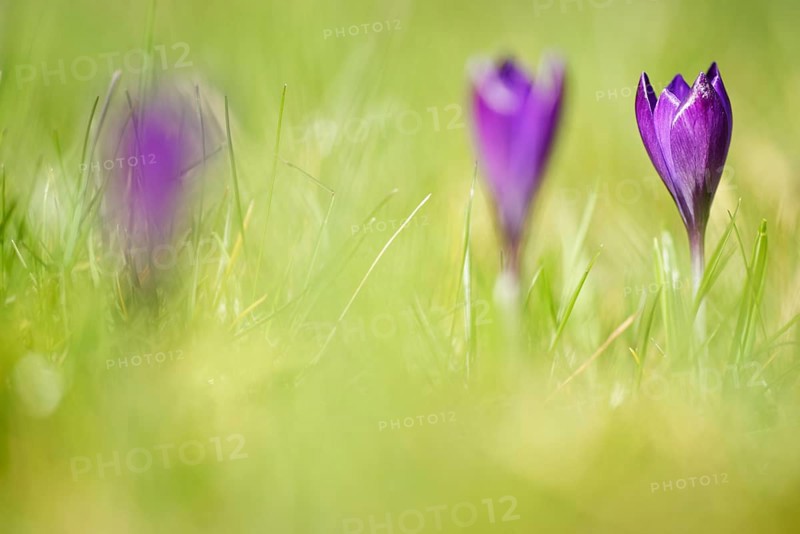 Woodland crocus