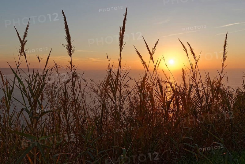 Giant reed