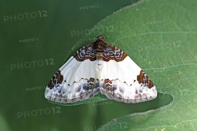 Blackberry leafhopper